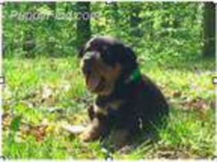Rottweiler Puppy for sale in Landenberg, PA, USA