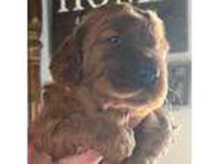 Irish Setter Puppy for sale in Sabula, IA, USA
