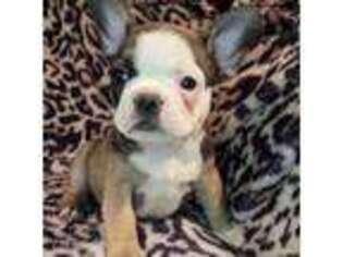 French Bulldog Puppy for sale in Columbus, TX, USA