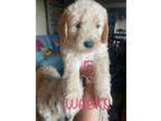 Goldendoodle Puppy for sale in Langhorne, PA, USA