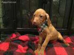 Vizsla Puppy for sale in Napoleon, OH, USA