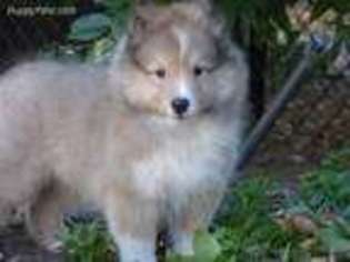 Shetland Sheepdog Puppy for sale in Los Angeles, CA, USA