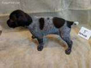 Wirehaired Pointing Griffon Puppy for sale in Chicago, IL, USA