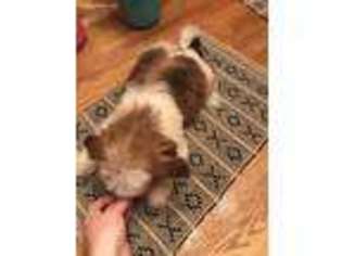 Shorkie Tzu Puppy for sale in Columbia, KY, USA