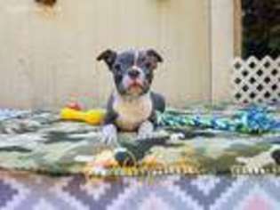 Boston Terrier Puppy for sale in Cottage Grove, OR, USA