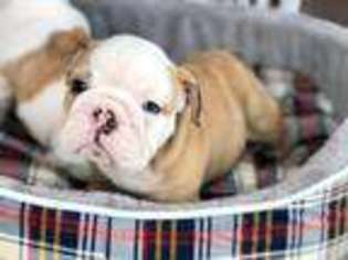 Bulldog Puppy for sale in Huntington Park, CA, USA