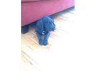 Labradoodle Puppy for sale in RICHMOND, NH, USA