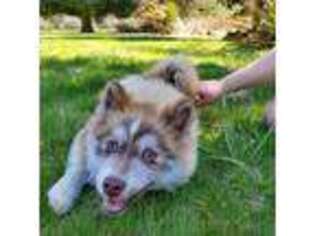 Mutt Puppy for sale in Vernonia, OR, USA