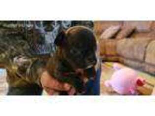 Medium Photo #1 French Bulldog Puppy For Sale in Muldrow, OK, USA