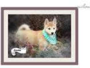 Shiba Inu Puppy for sale in Little Rock, AR, USA