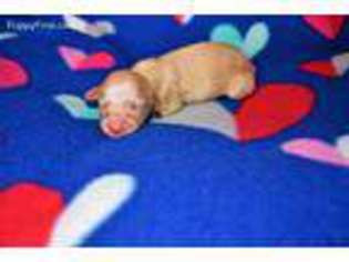 Dachshund Puppy for sale in Scurry, TX, USA