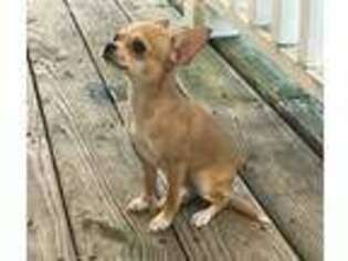 Chihuahua Puppy for sale in Bethlehem, GA, USA
