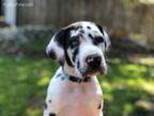 Great Dane Puppy for sale in Federal Way, WA, USA