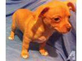 Chiweenie Puppy for sale in MANCHESTER, NH, USA