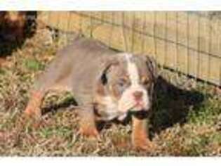 Bulldog Puppy for sale in Spotsylvania, VA, USA