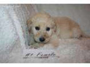 Labradoodle Puppy for sale in Cookeville, TN, USA