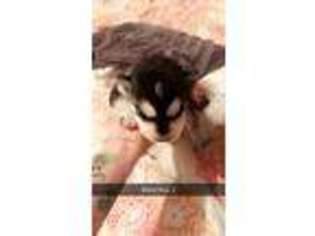 Siberian Husky Puppy for sale in Galena, KS, USA
