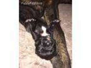 Bullmastiff Puppy for sale in George West, TX, USA
