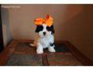 Mal-Shi Puppy for sale in Birch Tree, MO, USA