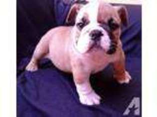 Bulldog Puppy for sale in NATIONAL CITY, CA, USA