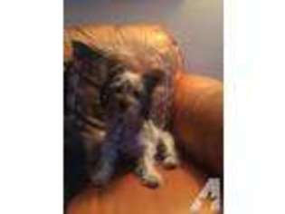 Yorkshire Terrier Puppy for sale in BURNET, TX, USA