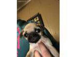 Pug Puppy for sale in Dothan, AL, USA