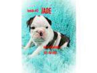 Bulldog Puppy for sale in Texarkana, AR, USA