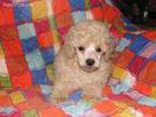 Mutt Puppy for sale in Gettysburg, PA, USA