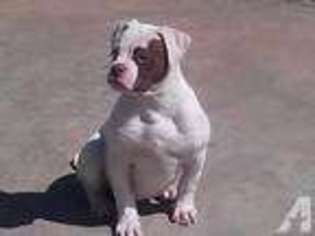 American Bulldog Puppy for sale in PORTER, OK, USA