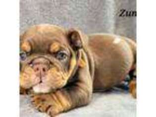 Bulldog Puppy for sale in Baltimore, MD, USA