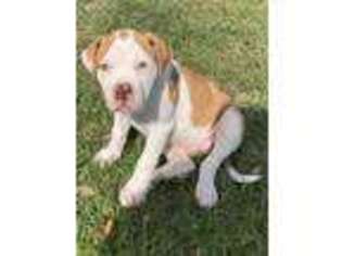 American Bulldog Puppy for sale in Mascotte, FL, USA