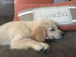 Golden Retriever Puppy for sale in Hemet, CA, USA