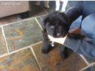 Newfoundland Puppy for sale in Deming, NM, USA
