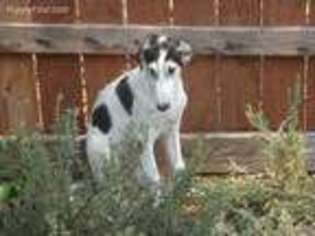 Borzoi Puppy for sale in Browns Valley, CA, USA