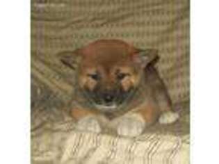 Shiba Inu Puppy for sale in Garland, TX, USA