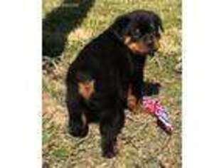 Rottweiler Puppy for sale in Columbus, KS, USA