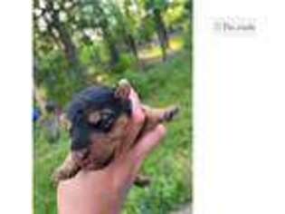Welsh Terrier Puppy for sale in Springfield, MO, USA