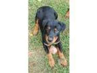 Rottweiler Puppy for sale in Spraggs, PA, USA