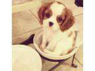 Cavalier King Charles Spaniel Puppy for sale in Omaha, NE, USA