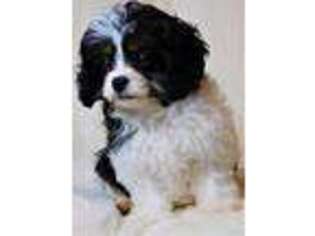 Cavapoo Puppy for sale in Kirkland, WA, USA