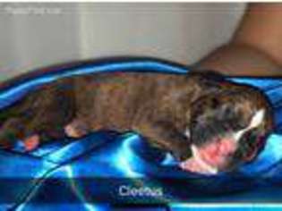 Boxer Puppy for sale in Wesley Chapel, FL, USA