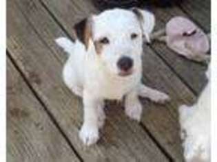 Jack Russell Terrier Puppy for sale in WILLS POINT, TX, USA