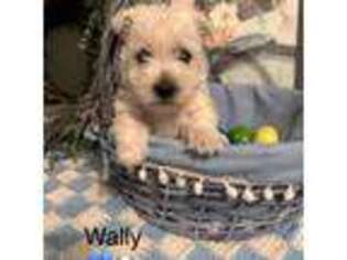 West Highland White Terrier Puppy for sale in Benton, IL, USA