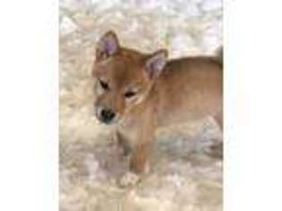 Shiba Inu Puppy for sale in Wesley Chapel, FL, USA