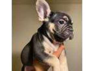 French Bulldog Puppy for sale in Beaumont, TX, USA