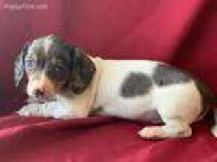 Dachshund Puppy for sale in Hope, AR, USA