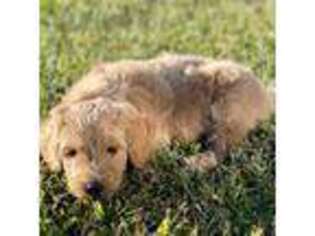 Goldendoodle Puppy for sale in La Vergne, TN, USA