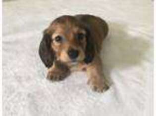 Dachshund Puppy for sale in Santee, CA, USA
