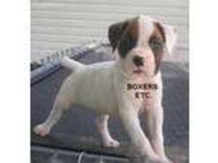 Boxer Puppy for sale in Nicholls, GA, USA