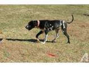Great Dane Puppy for sale in LAKE SAINT LOUIS, MO, USA